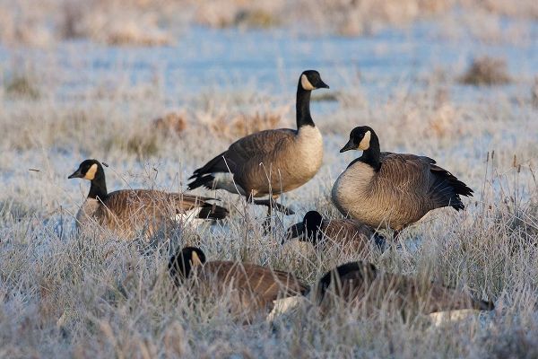 Frosty Morning-Cackling Canada Geese